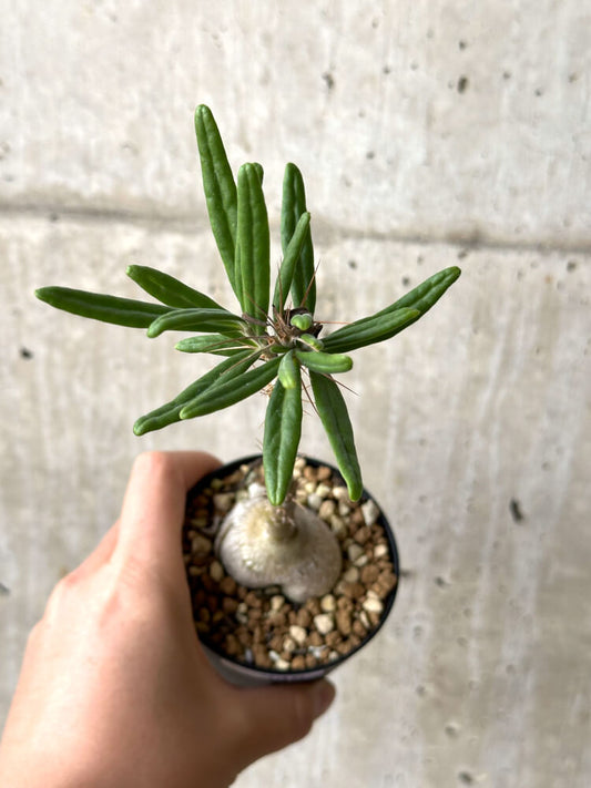 【現品限り】パキポディウム・サキュレンタム 実生【N46】 Pachypodium succulentum