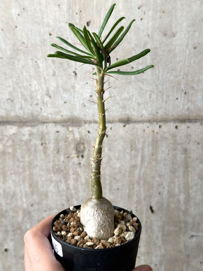 【現品限り】パキポディウム・サキュレンタム 実生【N46】 Pachypodium succulentum