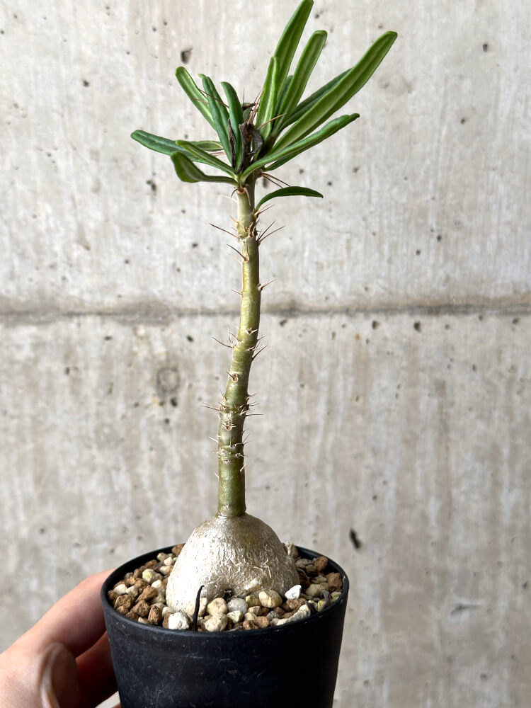 【現品限り】パキポディウム・サキュレンタム 実生【N46】 Pachypodium succulentum