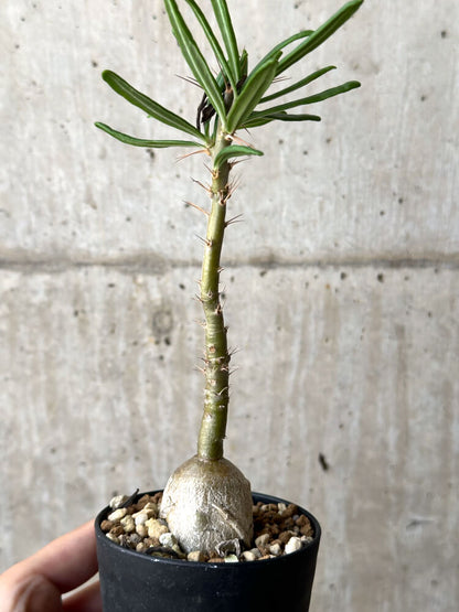 【現品限り】パキポディウム・サキュレンタム 実生【N46】 Pachypodium succulentum