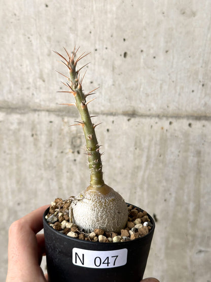 【現品限り】パキポディウム・サキュレンタム 実生【N47】 Pachypodium succulentum