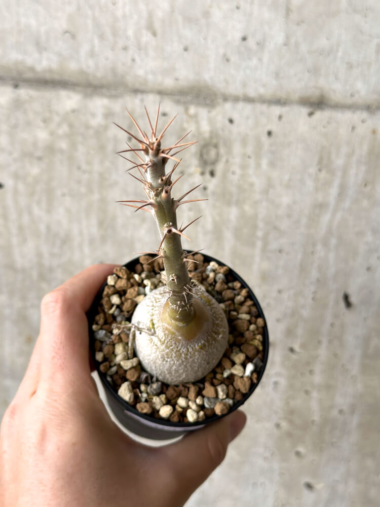 【現品限り】パキポディウム・サキュレンタム 実生【N47】 Pachypodium succulentum