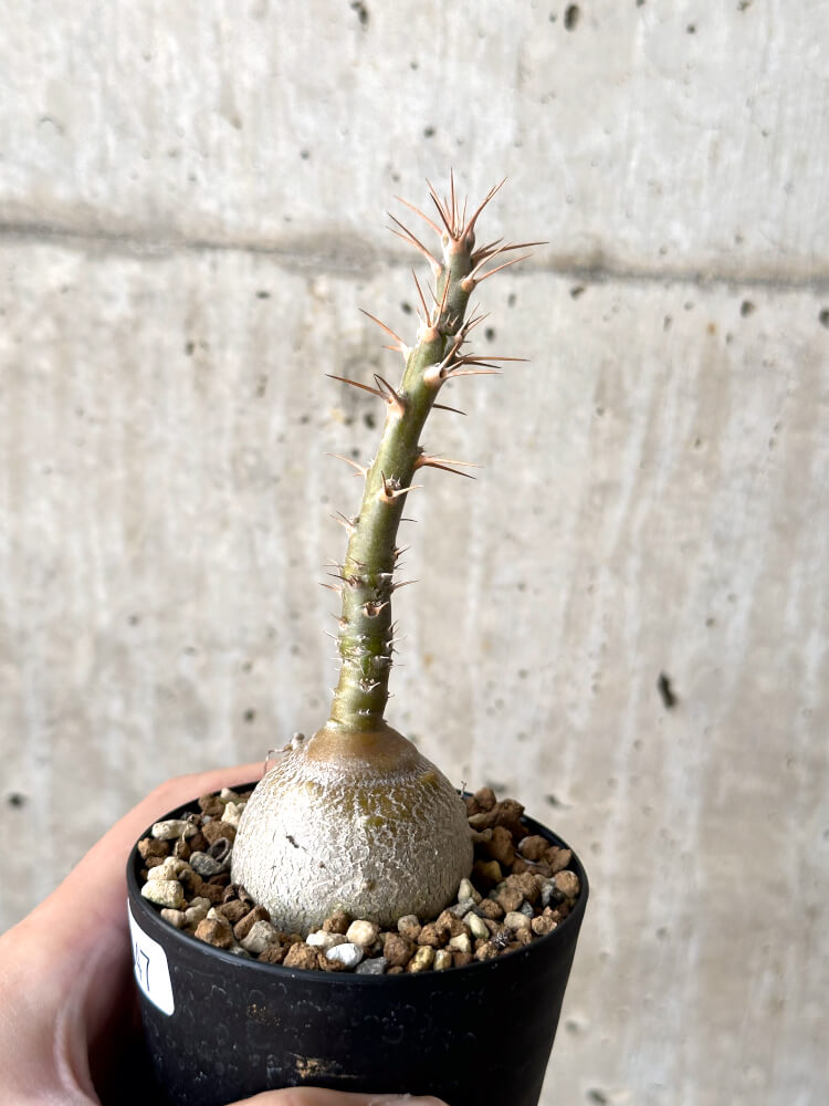 【現品限り】パキポディウム・サキュレンタム 実生【N47】 Pachypodium succulentum