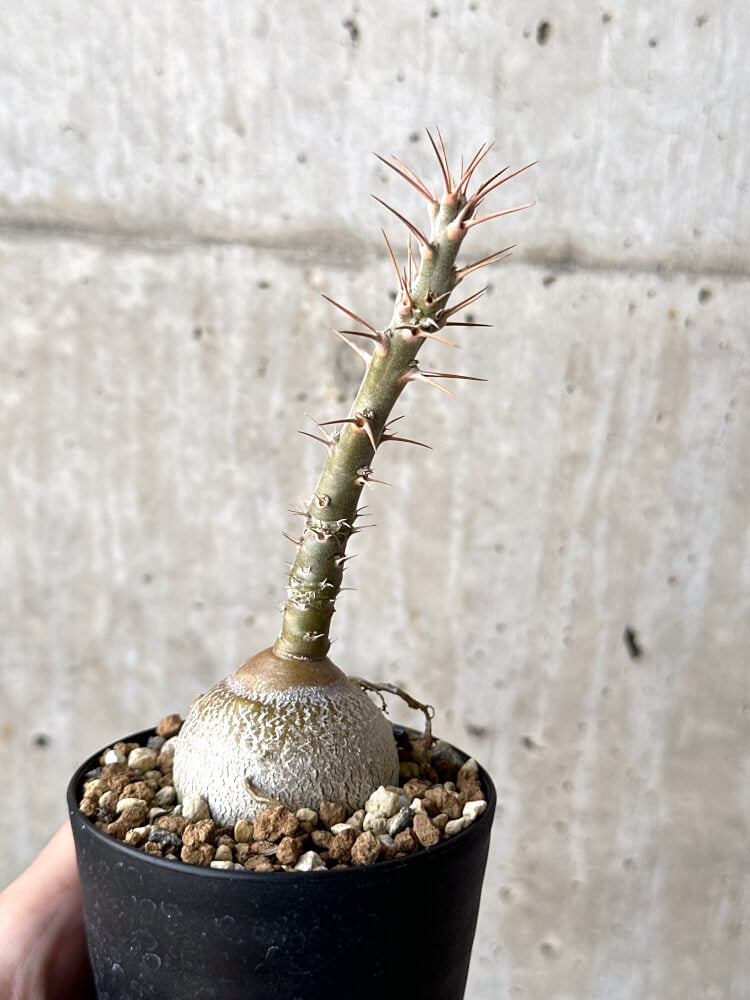 現品限り】パキポディウム・サキュレンタム 実生【N47】 Pachypodium