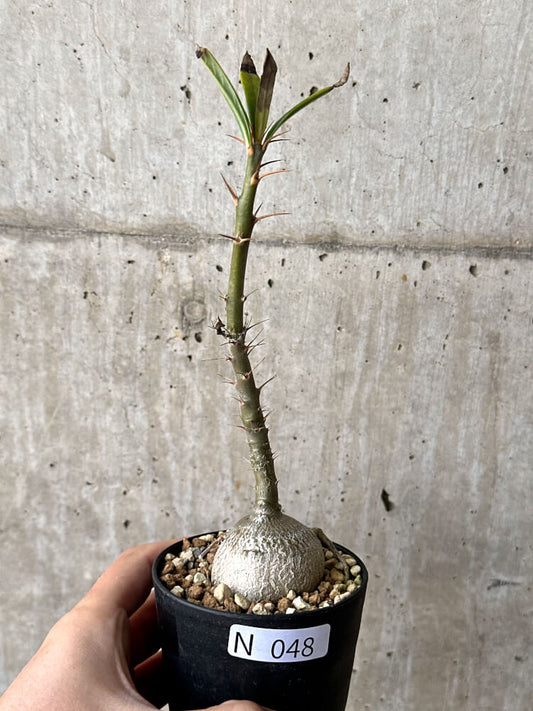 【現品限り】パキポディウム・サキュレンタム 実生【N48】 Pachypodium succulentum