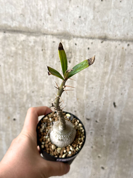 【現品限り】パキポディウム・サキュレンタム 実生【N48】 Pachypodium succulentum
