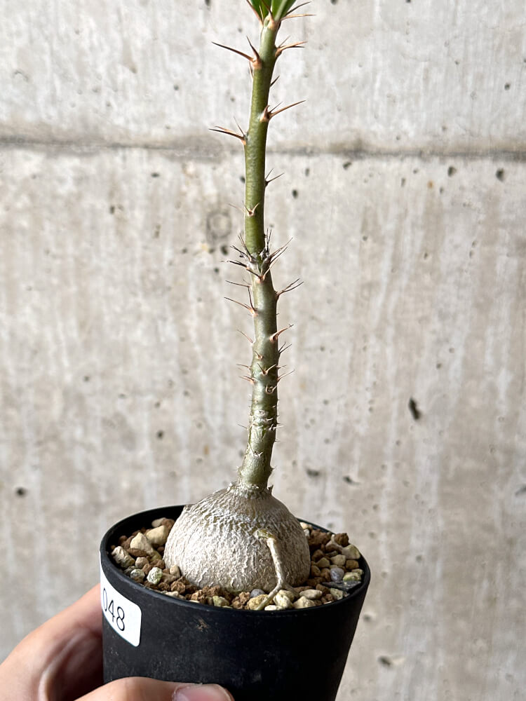 【現品限り】パキポディウム・サキュレンタム 実生【N48】 Pachypodium succulentum