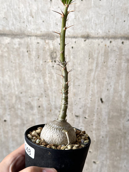 【現品限り】パキポディウム・サキュレンタム 実生【N48】 Pachypodium succulentum
