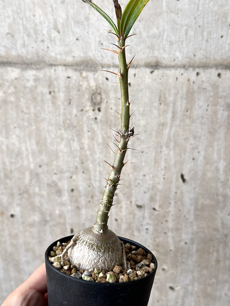 【現品限り】パキポディウム・サキュレンタム 実生【N48】 Pachypodium succulentum