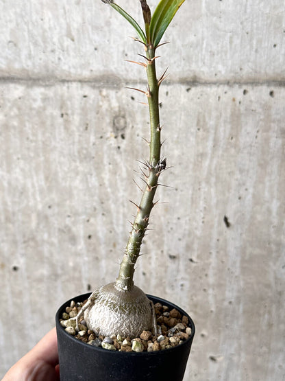 【現品限り】パキポディウム・サキュレンタム 実生【N48】 Pachypodium succulentum