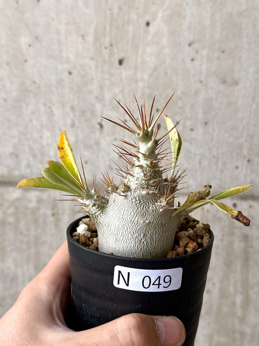 【現品限り】パキポディウム・サンデルシー 白馬城【N49】 Pachypodium saundersii