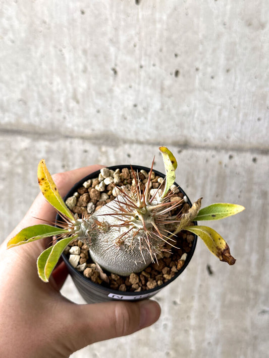 【現品限り】パキポディウム・サンデルシー 白馬城【N49】 Pachypodium saundersii