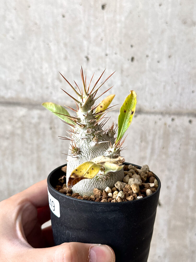 現品限り】パキポディウム・サンデルシー 白馬城【N49】 Pachypodium
