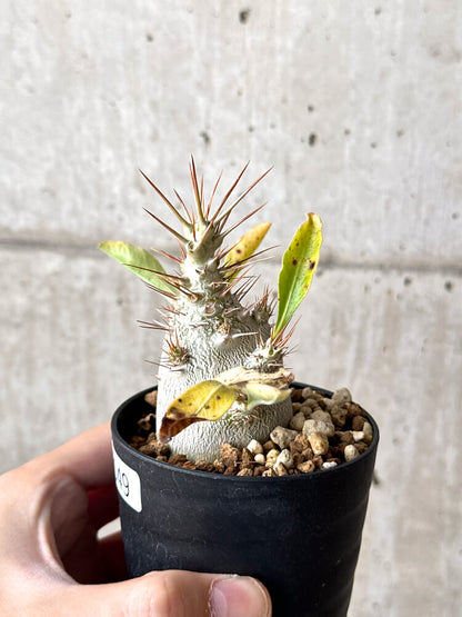 【現品限り】パキポディウム・サンデルシー 白馬城【N49】 Pachypodium saundersii