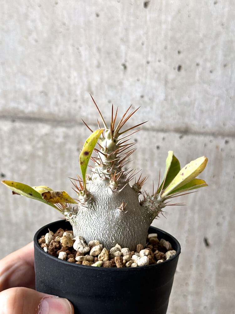 現品限り】パキポディウム・サンデルシー 白馬城【N49】 Pachypodium