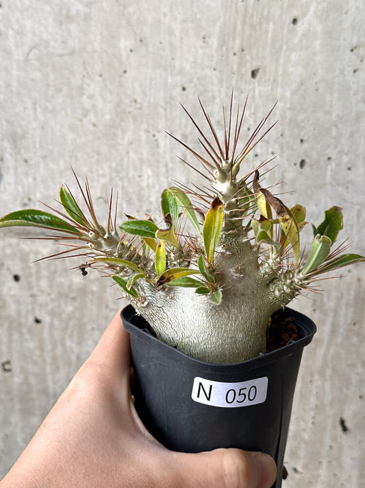 【現品限り】パキポディウム・サンデルシー 白馬城【N50】 Pachypodium saundersii