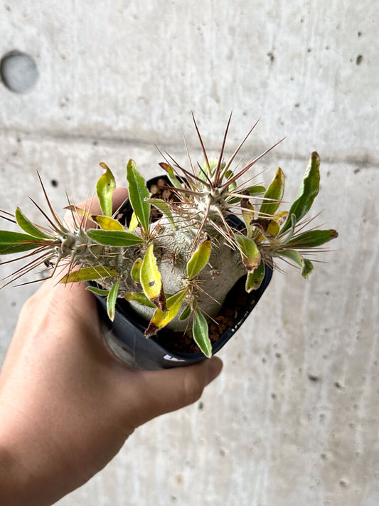 【現品限り】パキポディウム・サンデルシー 白馬城【N50】 Pachypodium saundersii