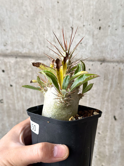 【現品限り】パキポディウム・サンデルシー 白馬城【N50】 Pachypodium saundersii