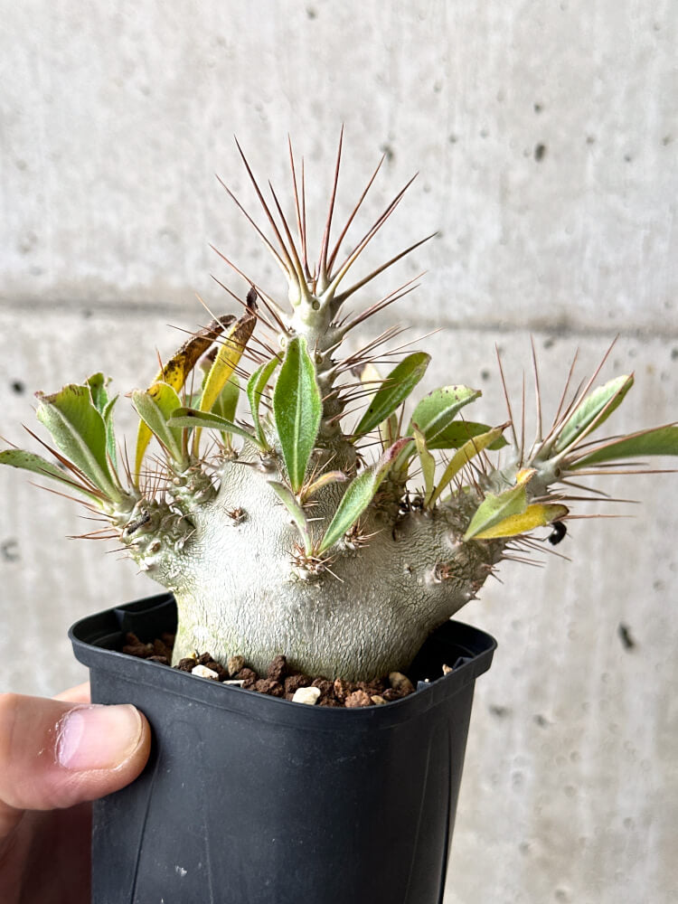 【現品限り】パキポディウム・サンデルシー 白馬城【N50】 Pachypodium saundersii