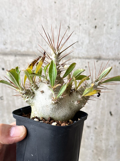 【現品限り】パキポディウム・サンデルシー 白馬城【N50】 Pachypodium saundersii