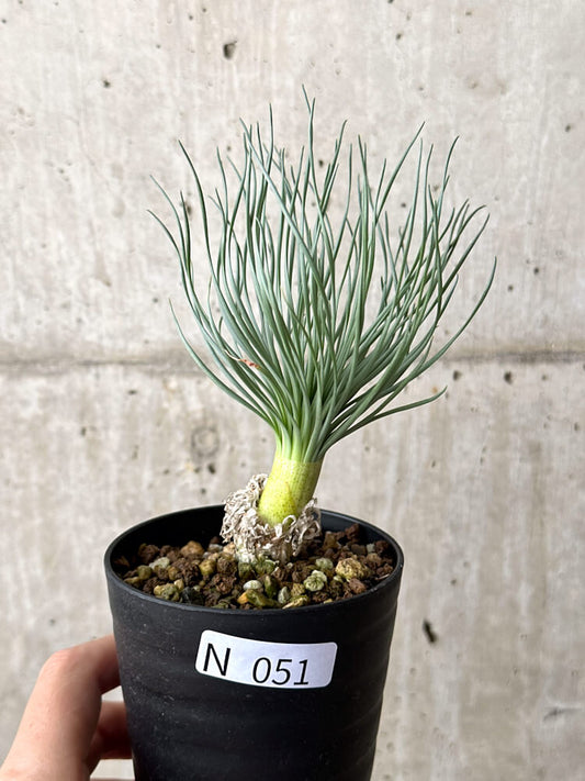 【現品限り】ゲチリス・グランディフローラ【N51】 Gethyllis grandiflora