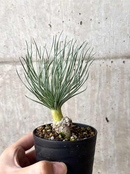 【現品限り】ゲチリス・グランディフローラ【N51】 Gethyllis grandiflora