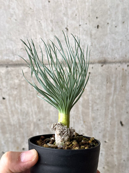 【現品限り】ゲチリス・グランディフローラ【N51】 Gethyllis grandiflora