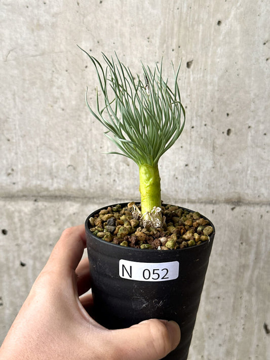 【現品限り】ゲチリス・グランディフローラ【N52】 Gethyllis grandiflora