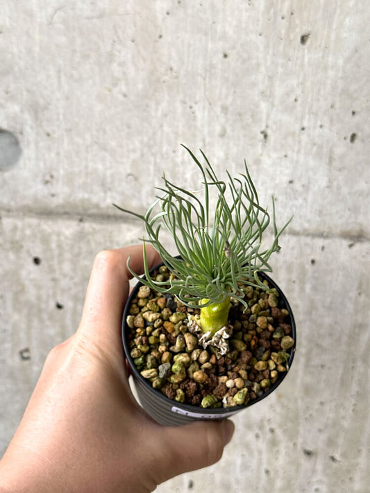 【現品限り】ゲチリス・グランディフローラ【N52】 Gethyllis grandiflora