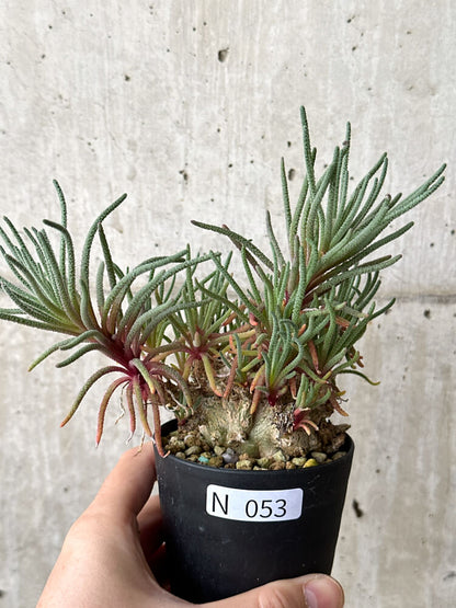 【現品限り】フィロボルス・レスルゲンス【N53】 Phyllobolus resurgens