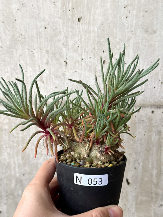 【現品限り】フィロボルス・レスルゲンス【N53】 Phyllobolus resurgens