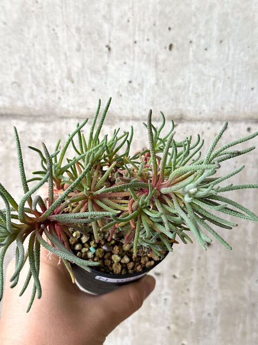 【現品限り】フィロボルス・レスルゲンス【N53】 Phyllobolus resurgens