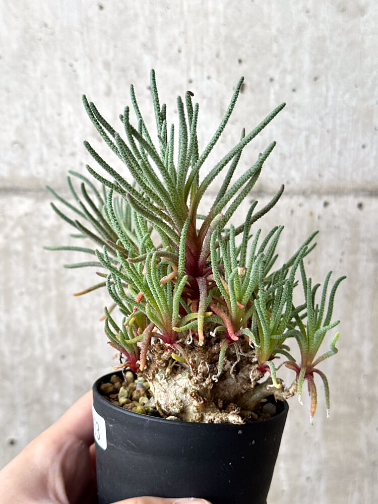 【現品限り】フィロボルス・レスルゲンス【N53】 Phyllobolus resurgens