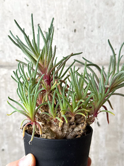 【現品限り】フィロボルス・レスルゲンス【N53】 Phyllobolus resurgens