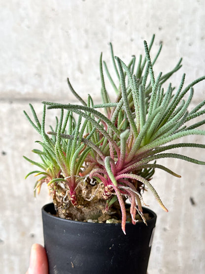 【現品限り】フィロボルス・レスルゲンス【N53】 Phyllobolus resurgens