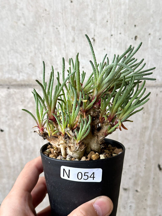 【現品限り】フィロボルス・レスルゲンス【N54】 Phyllobolus resurgens