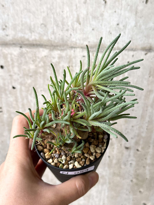【現品限り】フィロボルス・レスルゲンス【N54】 Phyllobolus resurgens