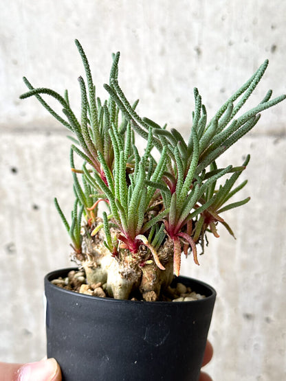 【現品限り】フィロボルス・レスルゲンス【N54】 Phyllobolus resurgens