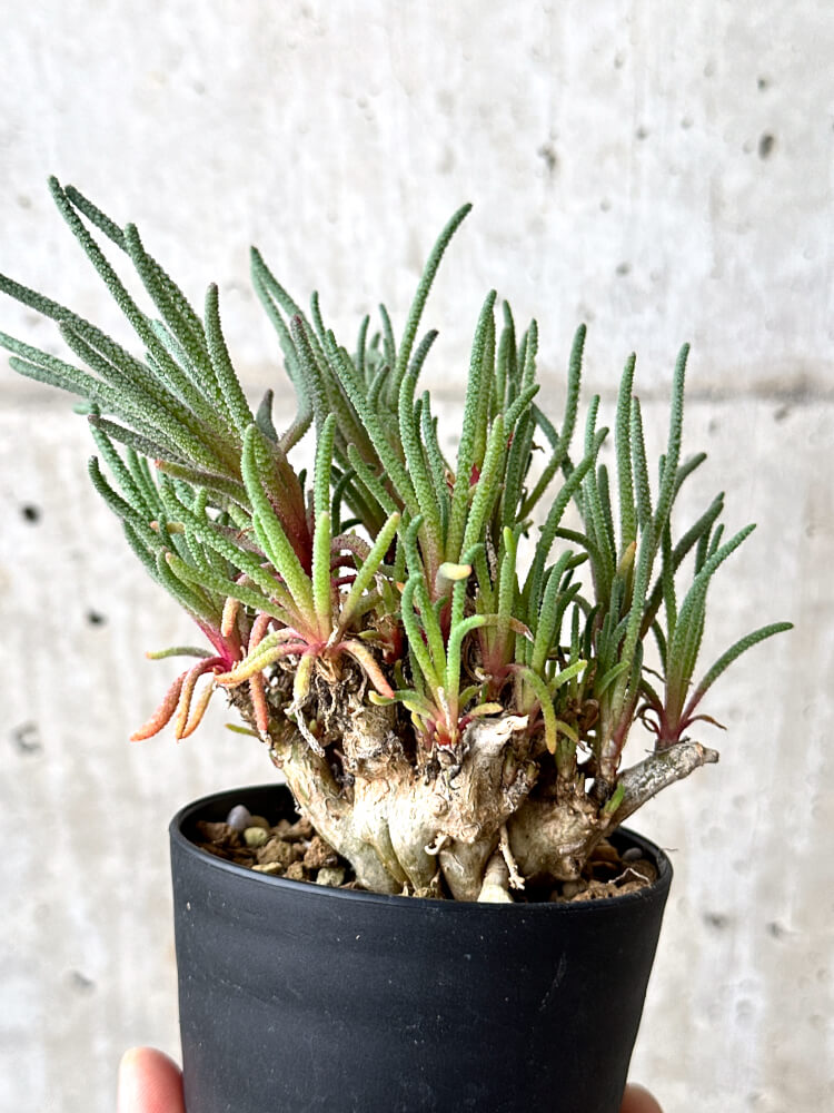 【現品限り】フィロボルス・レスルゲンス【N54】 Phyllobolus resurgens