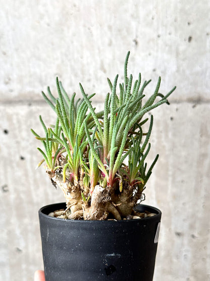 【現品限り】フィロボルス・レスルゲンス【N54】 Phyllobolus resurgens