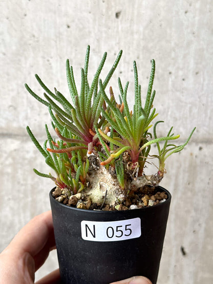 【現品限り】フィロボルス・レスルゲンス【N55】 Phyllobolus resurgens