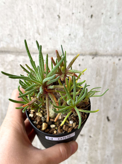 【現品限り】フィロボルス・レスルゲンス【N55】 Phyllobolus resurgens