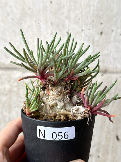 【現品限り】フィロボルス・レスルゲンス【N56】 Phyllobolus resurgens