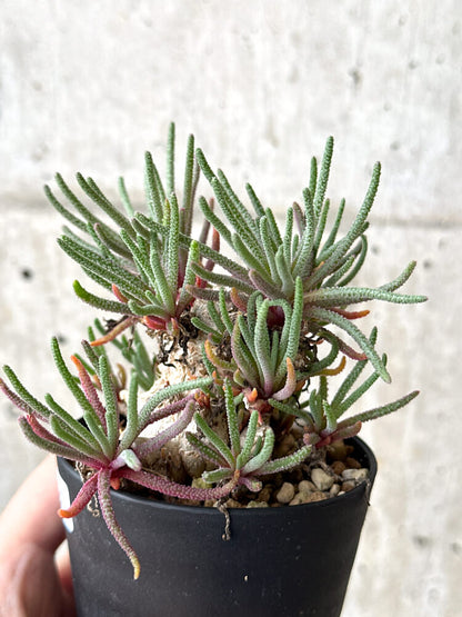 【現品限り】フィロボルス・レスルゲンス【N56】 Phyllobolus resurgens