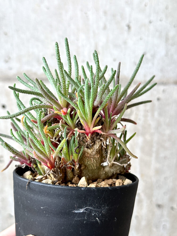 【現品限り】フィロボルス・レスルゲンス【N56】 Phyllobolus resurgens