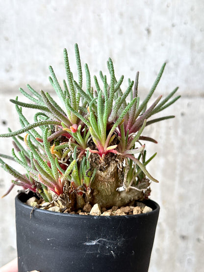 【現品限り】フィロボルス・レスルゲンス【N56】 Phyllobolus resurgens
