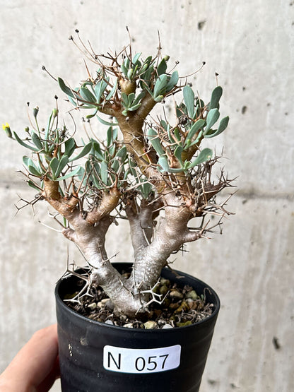 【現品限り】オトンナ・ユーフォルビオイデス【N57】 Othonna euphorbioides