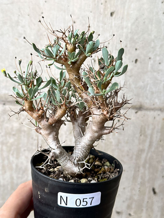 【現品限り】オトンナ・ユーフォルビオイデス【N57】 Othonna euphorbioides