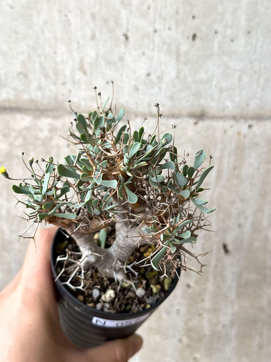 【現品限り】オトンナ・ユーフォルビオイデス【N57】 Othonna euphorbioides