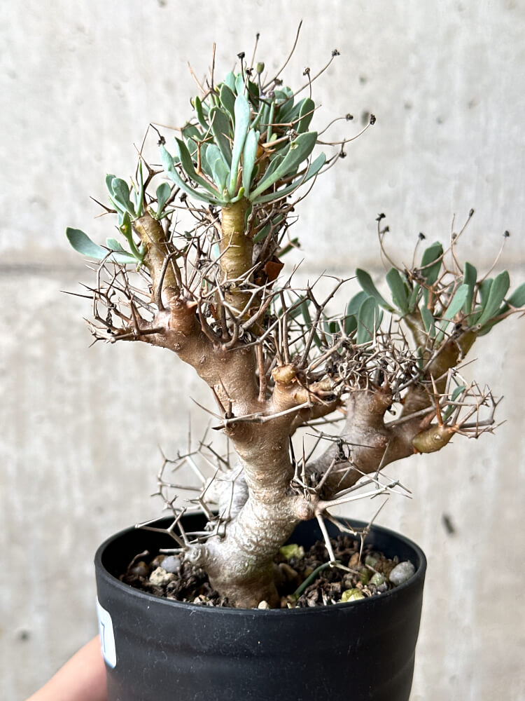 【現品限り】オトンナ・ユーフォルビオイデス【N57】 Othonna euphorbioides